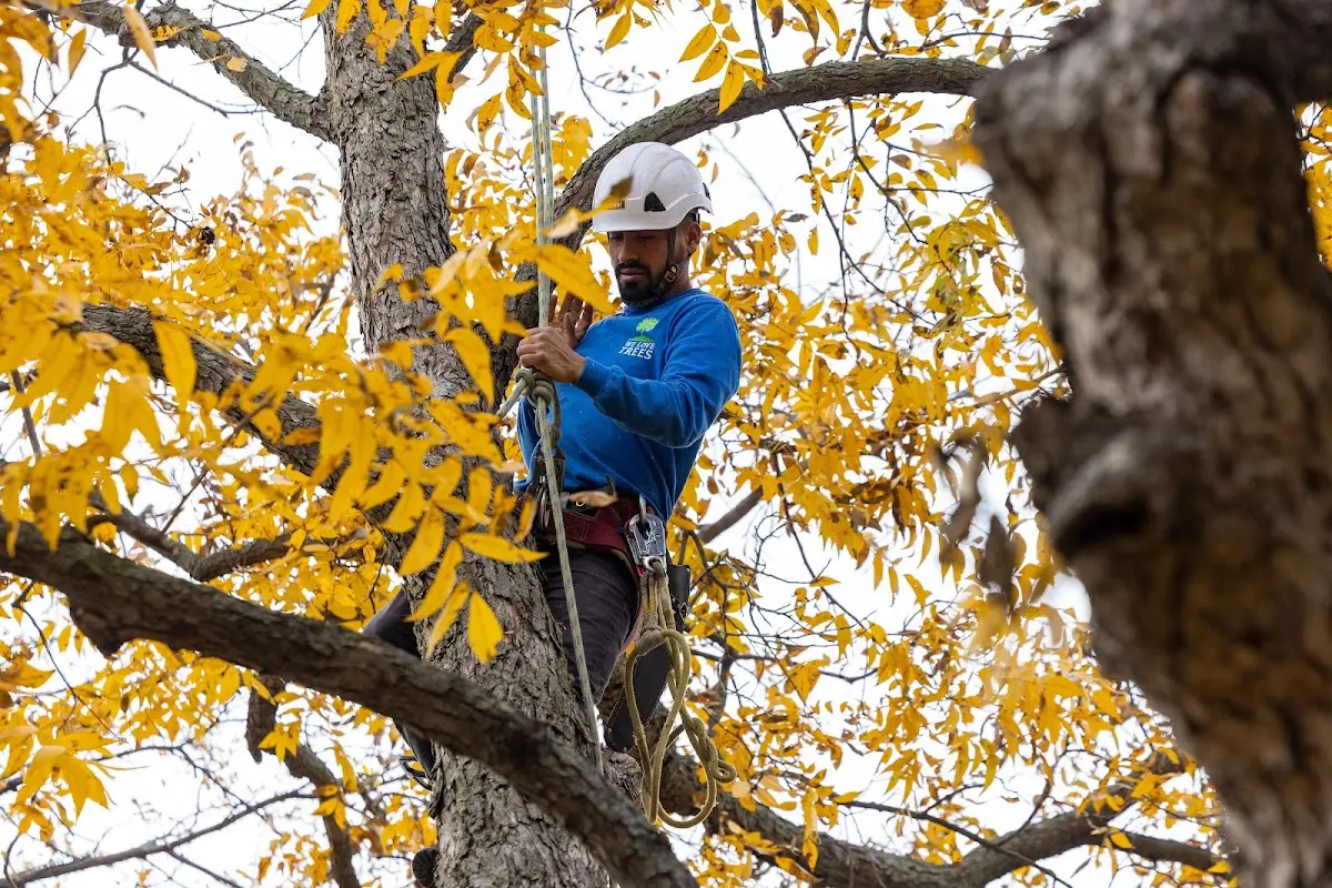 Skilled Tree Trimming crew working in Clarksdale